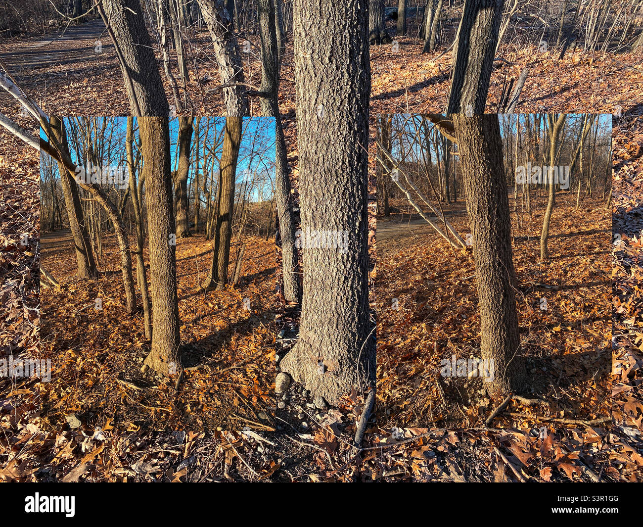 Alberi Foto Stock