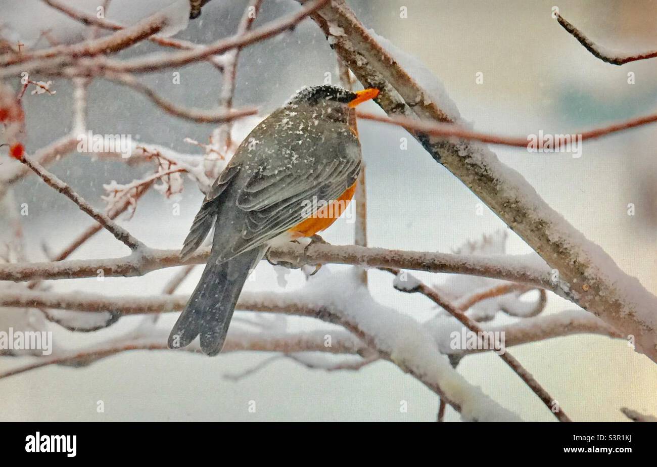 Rapina americana, nevica, primavera primaverile, Uccelli del Nord America, fauna selvatica, neve - Immagine stock catturata con smartphone