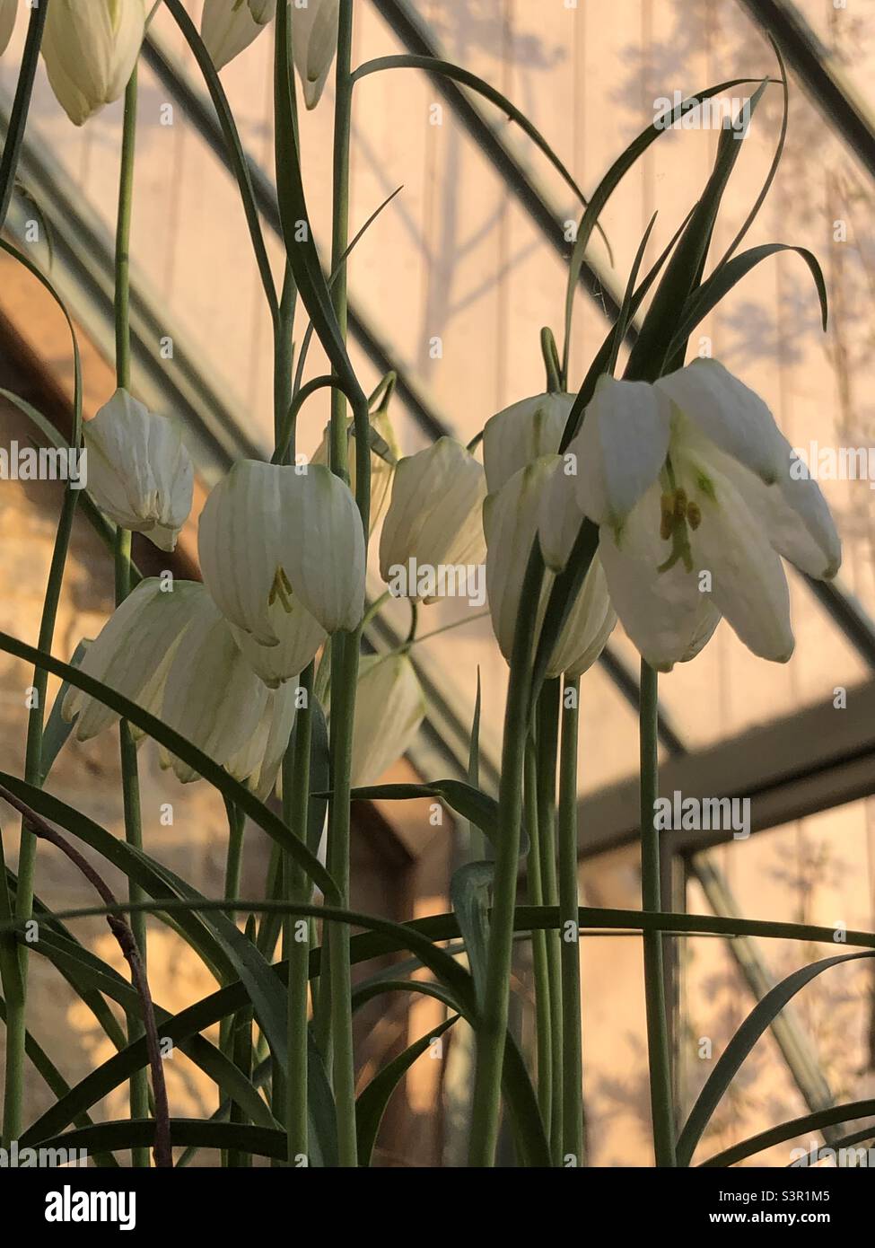 White Fritillary Lilly in fiore con una base posteriore di una serra di primavera illuminata dal sole nel tardo pomeriggio. Foto Stock