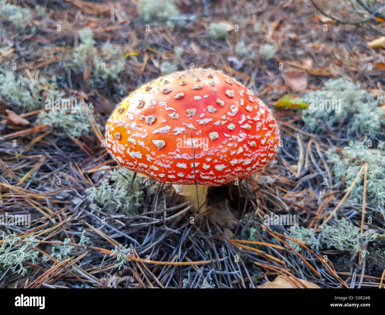 Bella mosca rossa agarica maturata nella foresta. Rosso mosca agarico con macchie bianche - Immagine stock catturata con smartphone