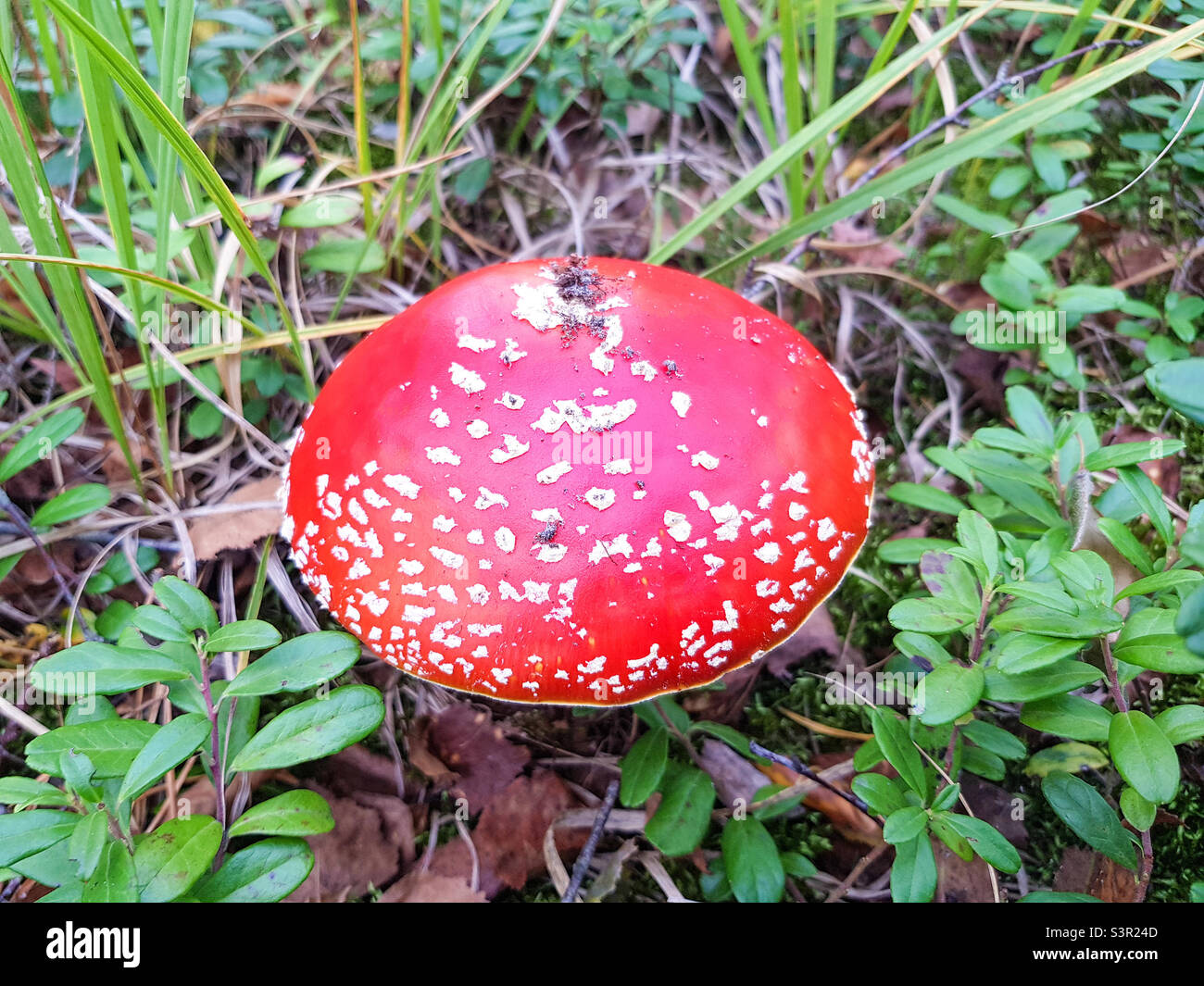 Bel rosso mosca agarico maturato nella foresta. Rosso fly agarico con macchie bianche - Immagine stock catturata con smartphone