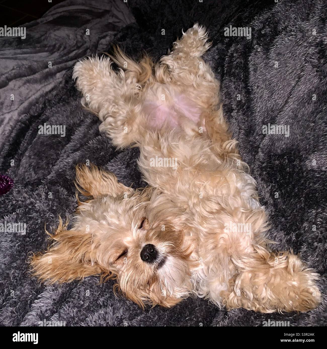 Un cucciolo di Cavachon addormentato su una coperta (parte Bichon Frise e parte re Charles Cavalier) Foto Stock