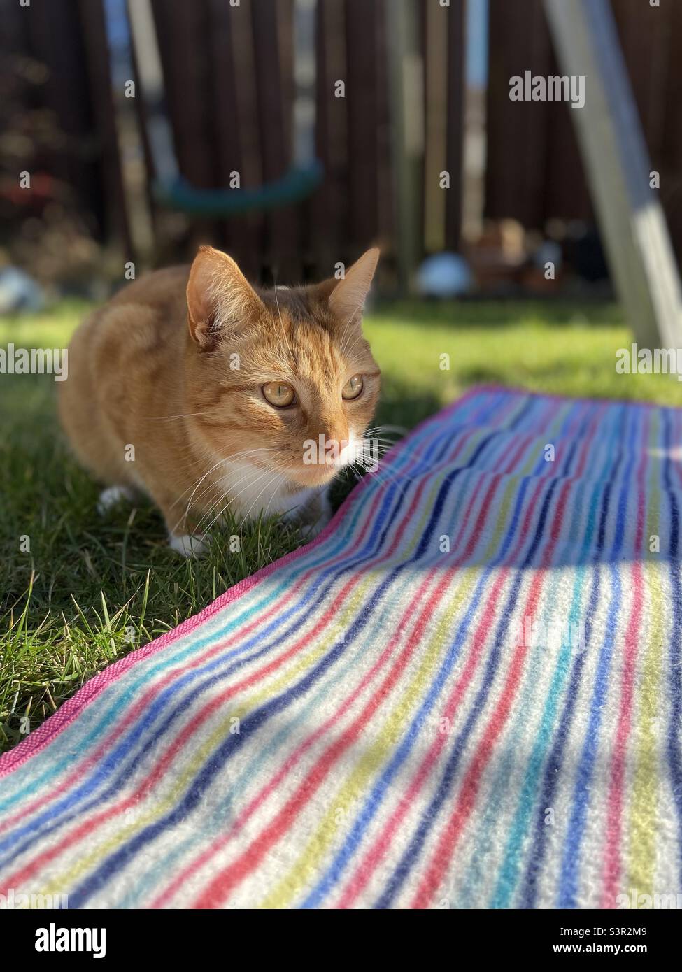 Zenzero gatto tabby al sole Foto Stock