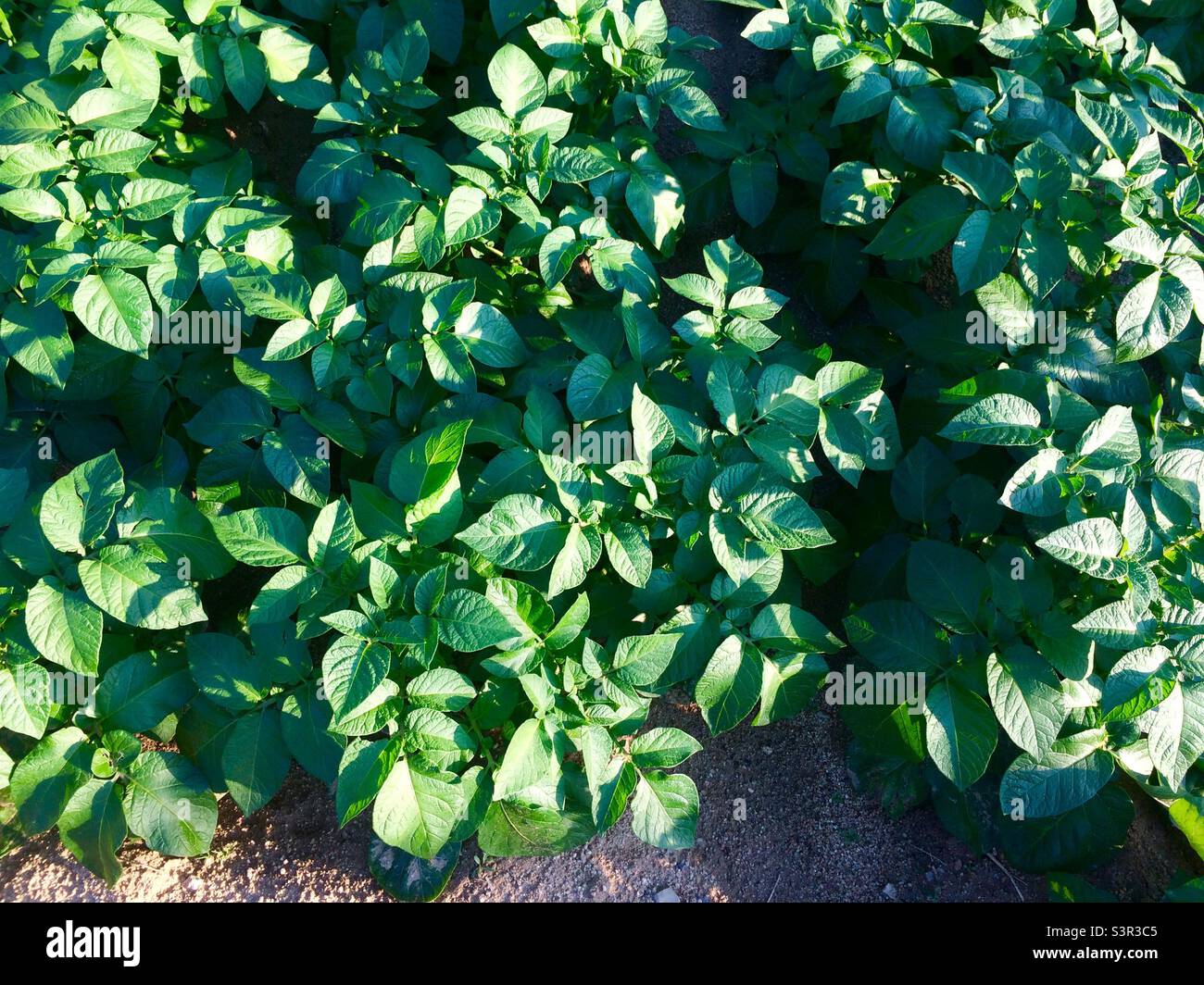 Patate che crescono su campo - Immagine stock catturata con smartphone