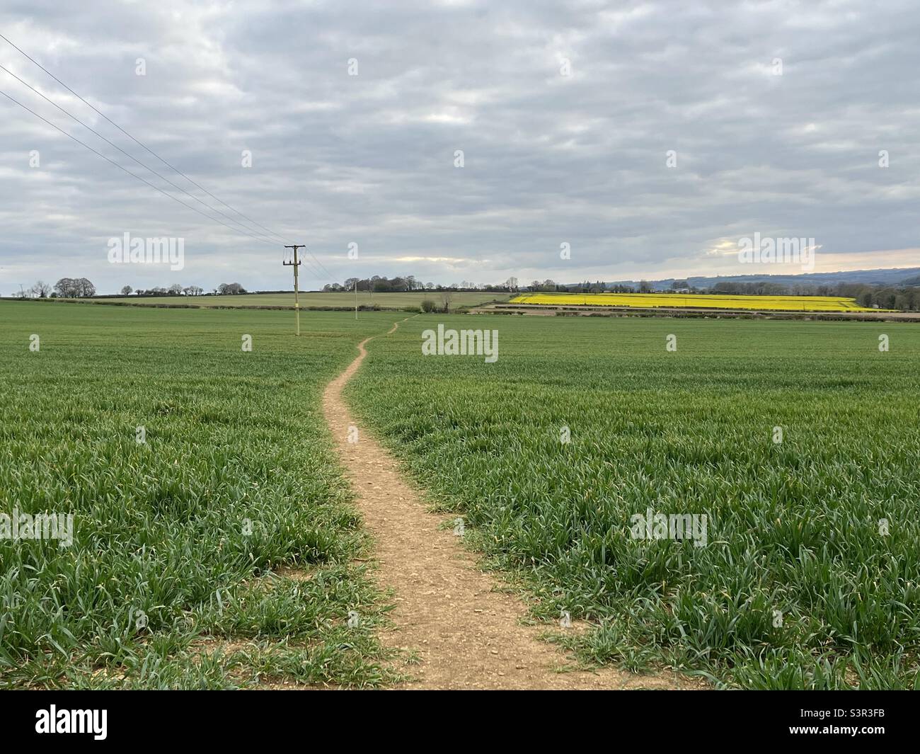 Sentiero attraverso il campo di Spring Barley Foto Stock