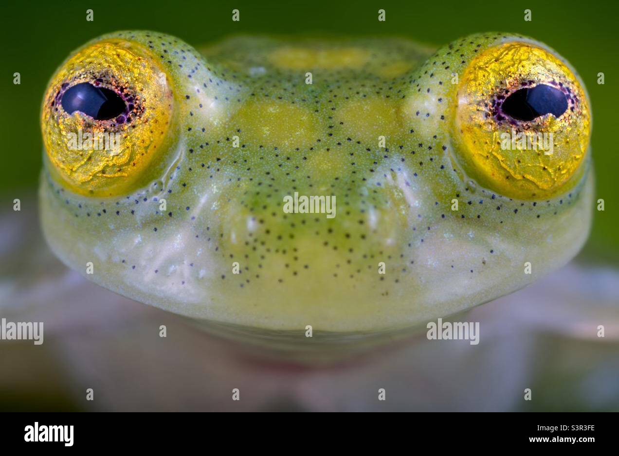 Rana verde brillante che ti guarda - Immagine stock catturata con smartphone