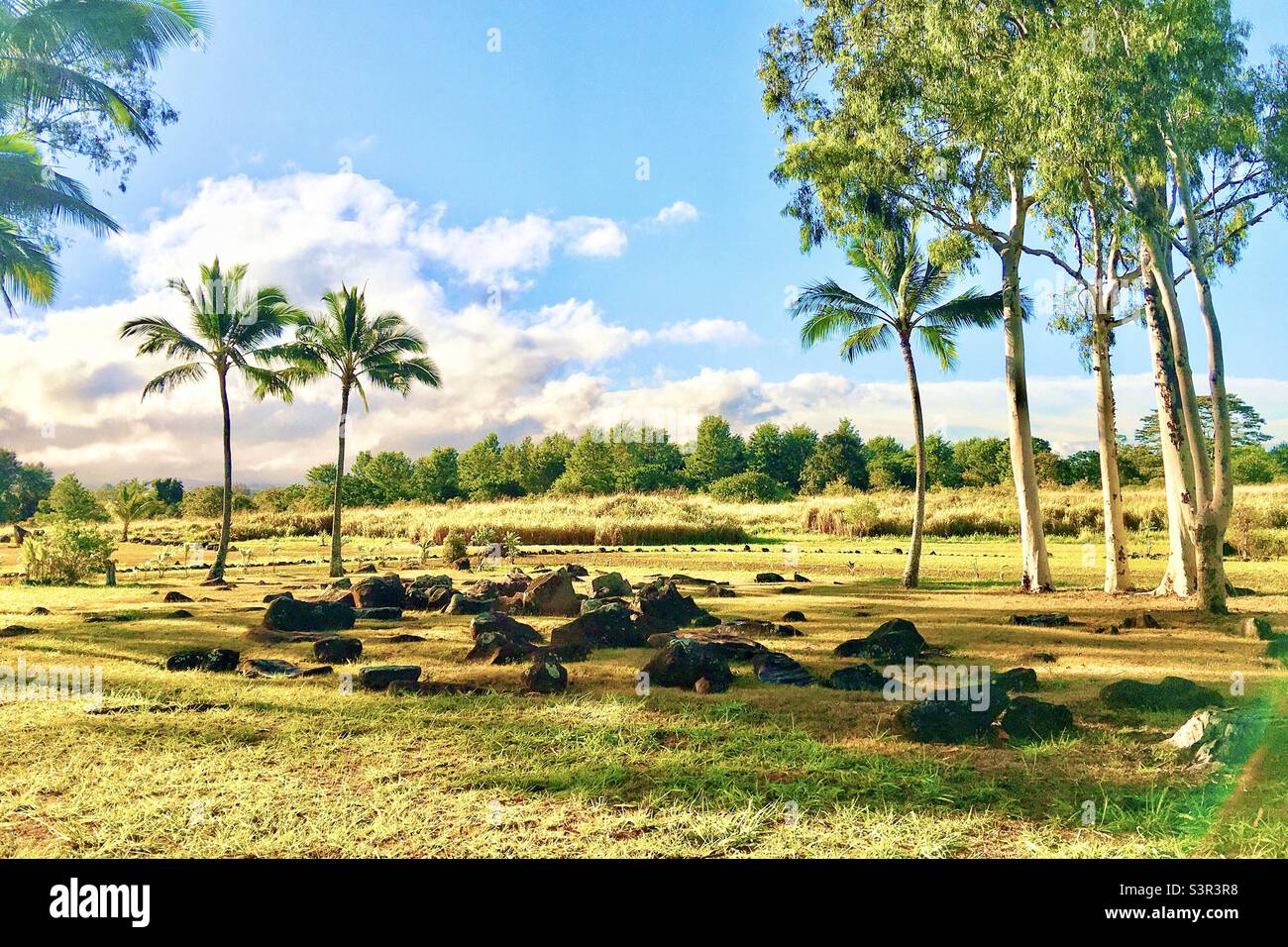 Le pietre di Birthing di Kukaniloko a Wahiawa, Hawaii dove la regalità hawaiana ha dato alla luce i loro principi e principesse. Foto Stock