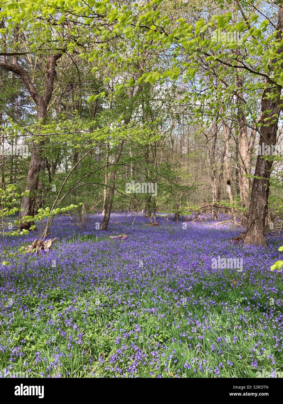 Bluebells vibranti in Arger Fen, vicino a Colchester, Essex, Regno Unito. Foto Stock