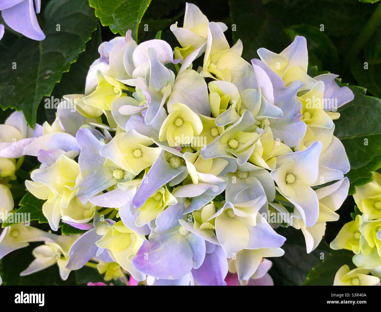Lilla e hydrangea di colore giallo - Immagine stock catturata con smartphone