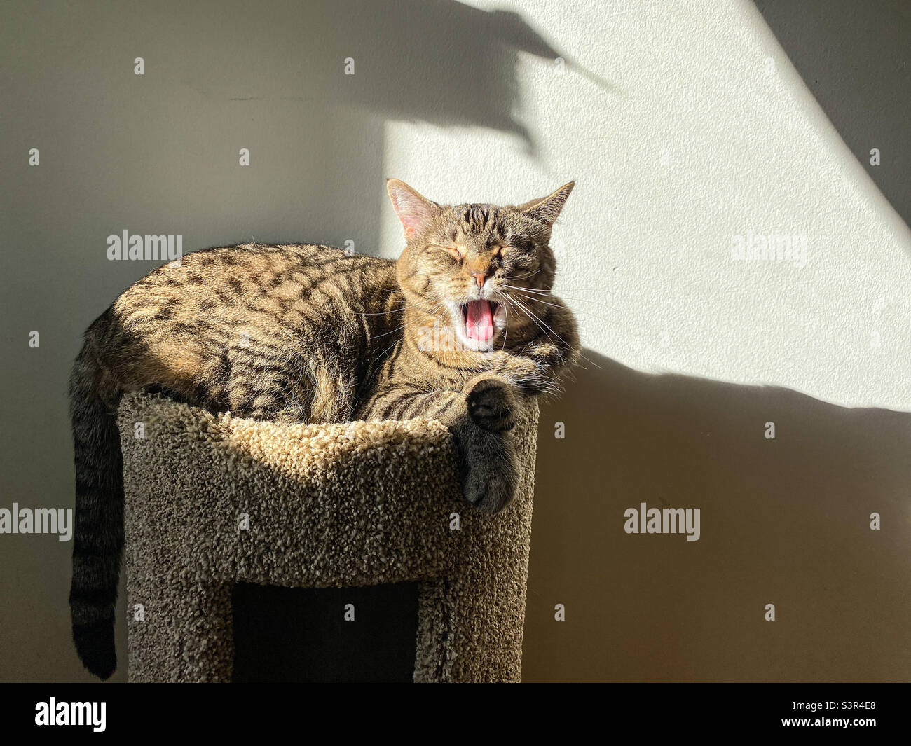 Il mio gatto tabby gyning nel tardo pomeriggio sole Foto Stock