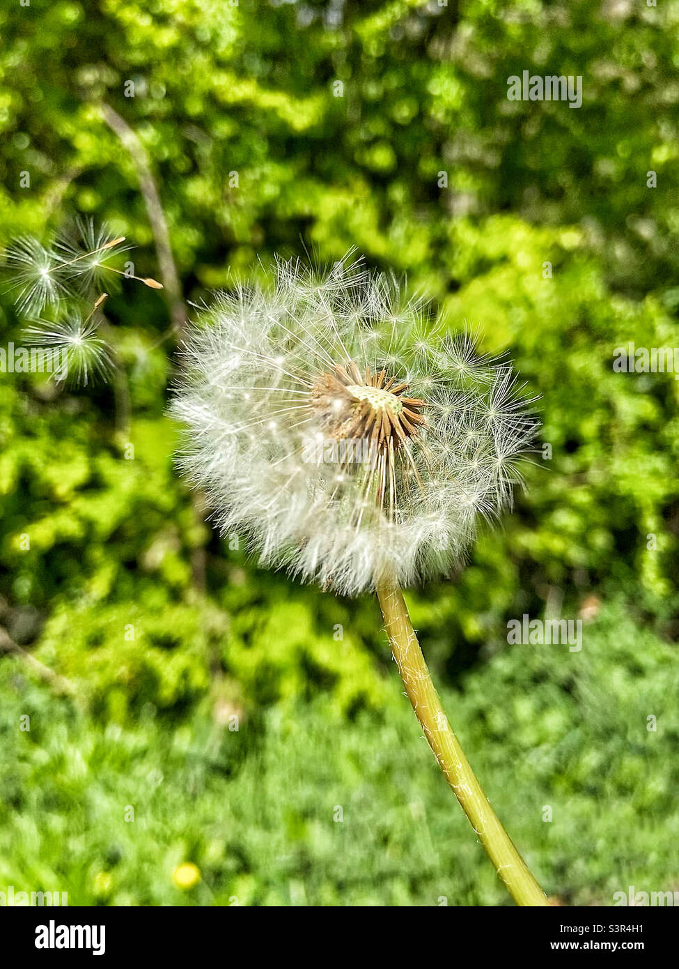 Orologio dente di leone che soffia nel Breeze Foto Stock