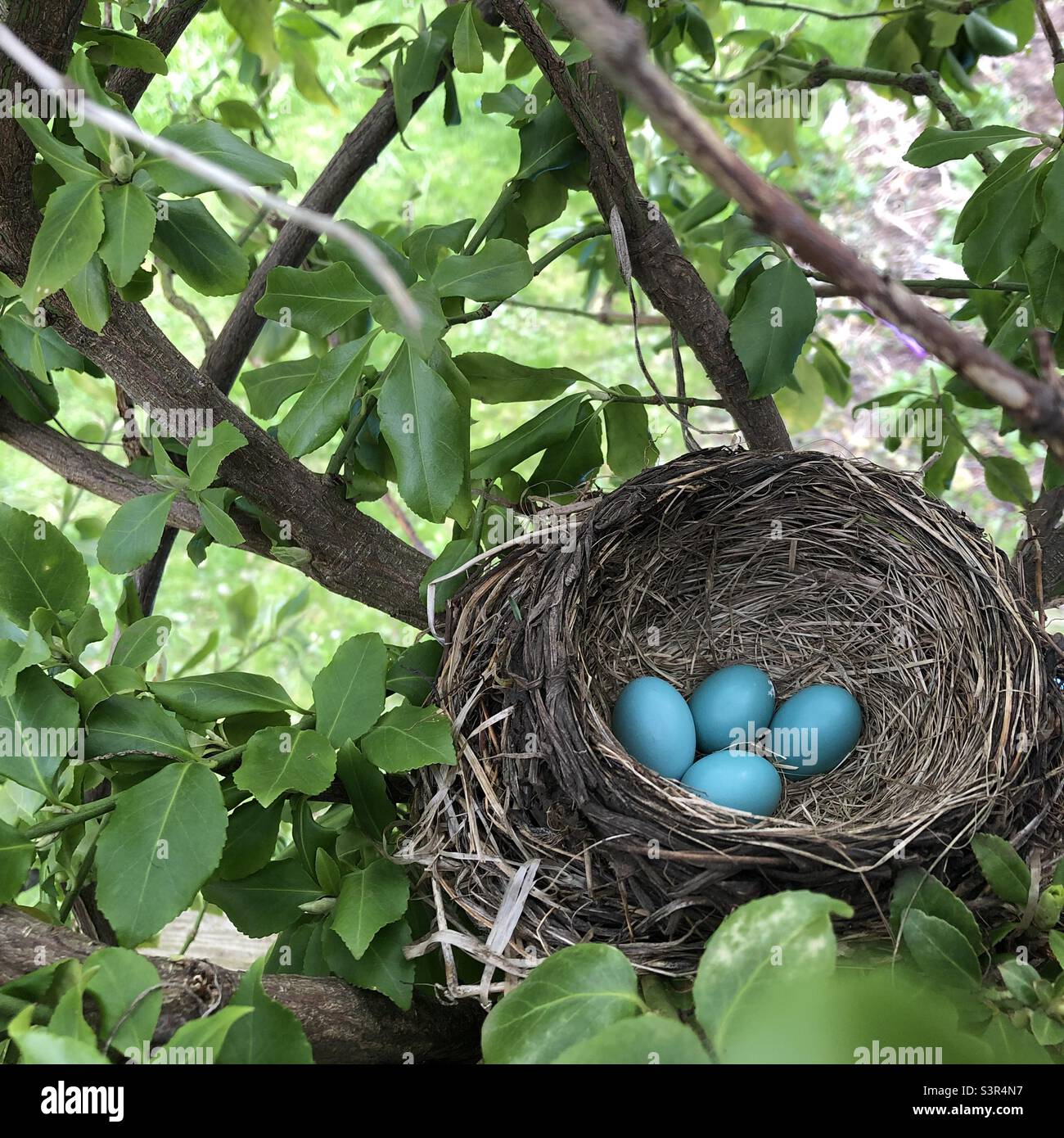 Robin Nest Foto Stock