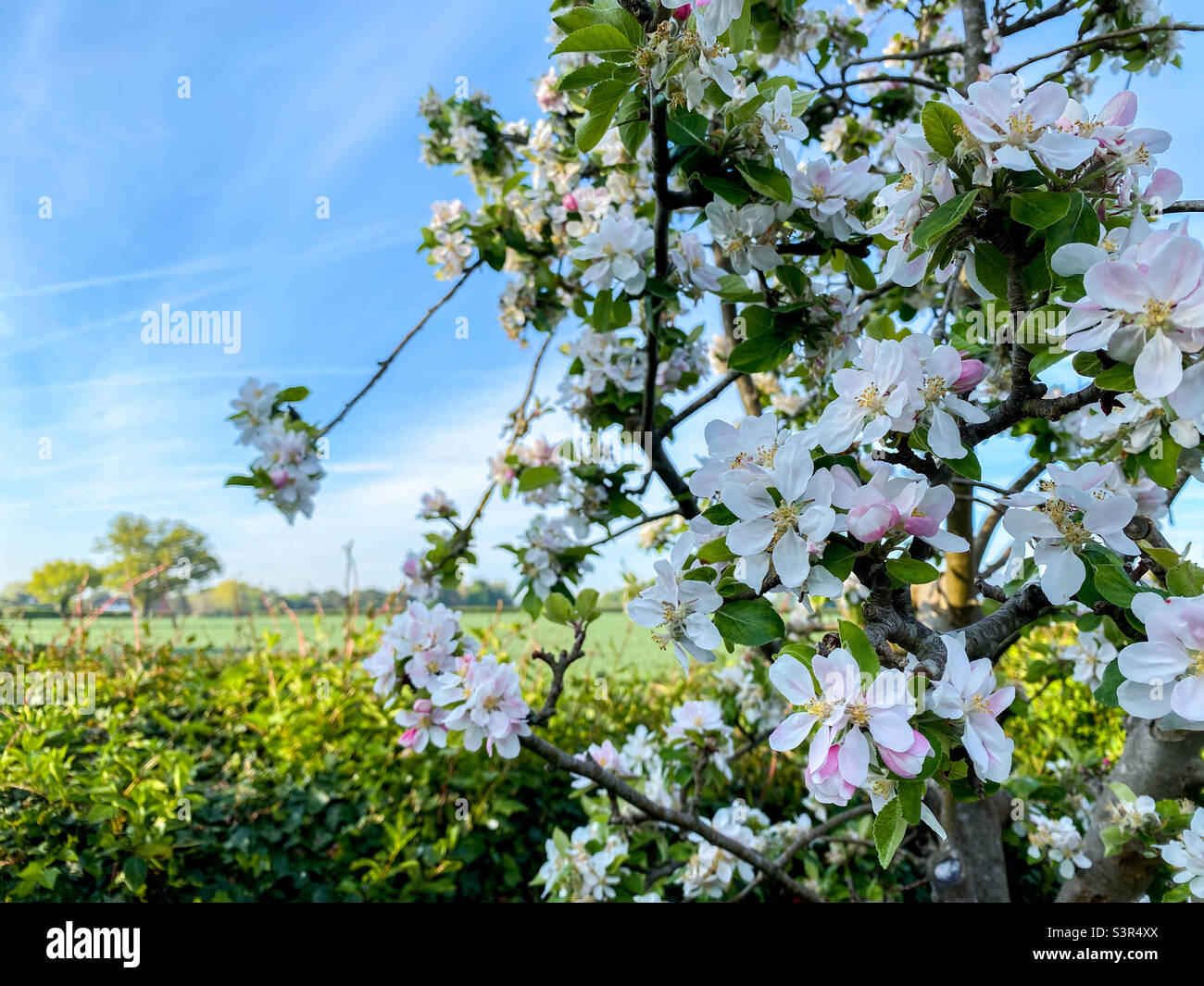 La mela fiorisce su un albero di mele in un giardino con un campo coltivatore al di là. - Immagine stock catturata con smartphone