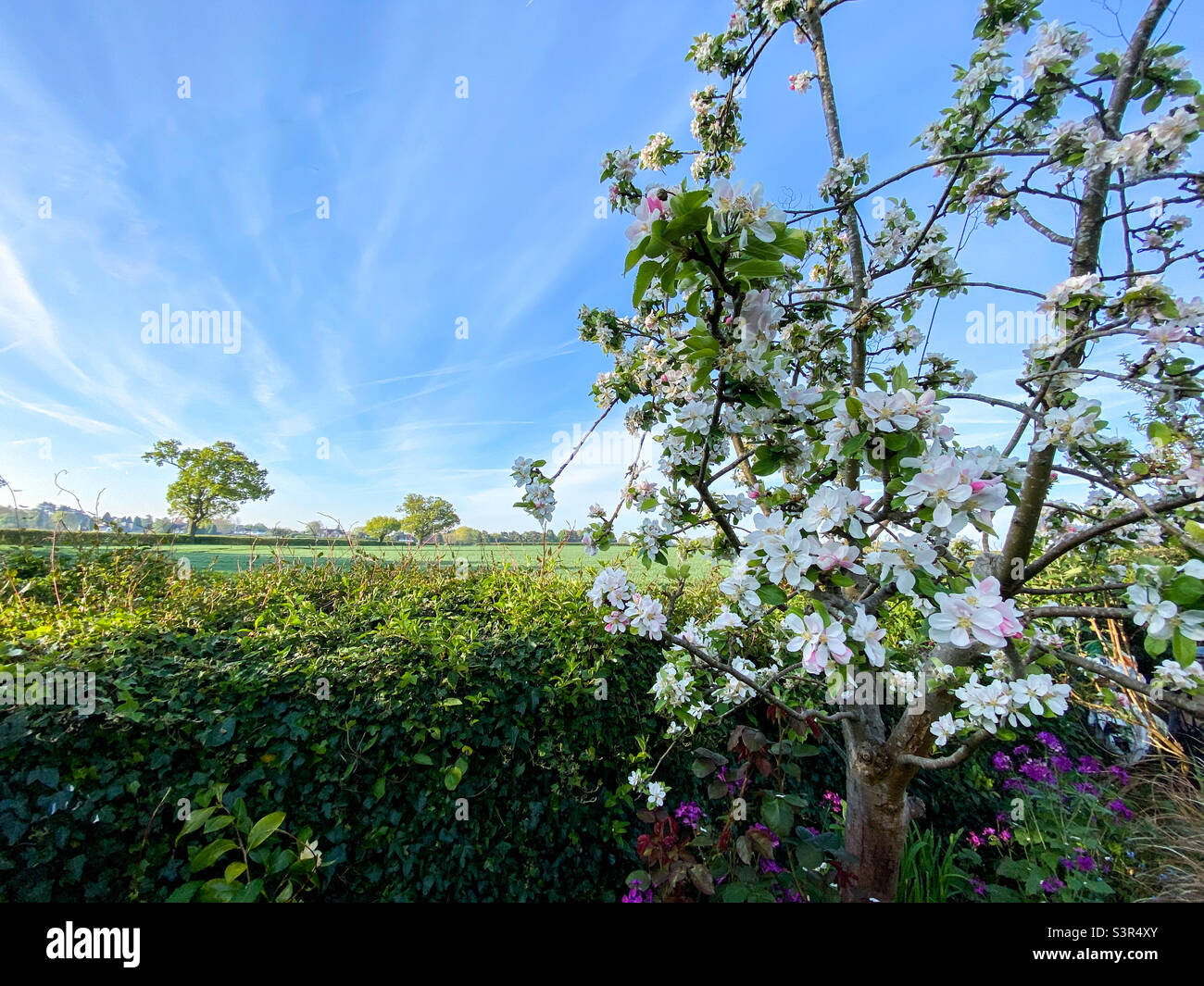 La mela fiorisce su un albero di mele con un campo di contadini al di là. - Immagine stock catturata con smartphone