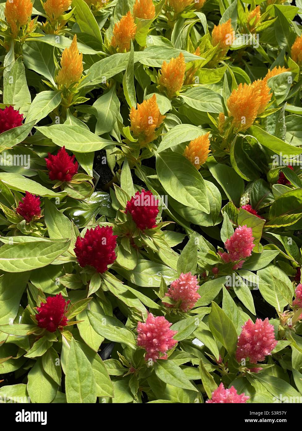 Fiori di Celosia - Immagine stock catturata con smartphone