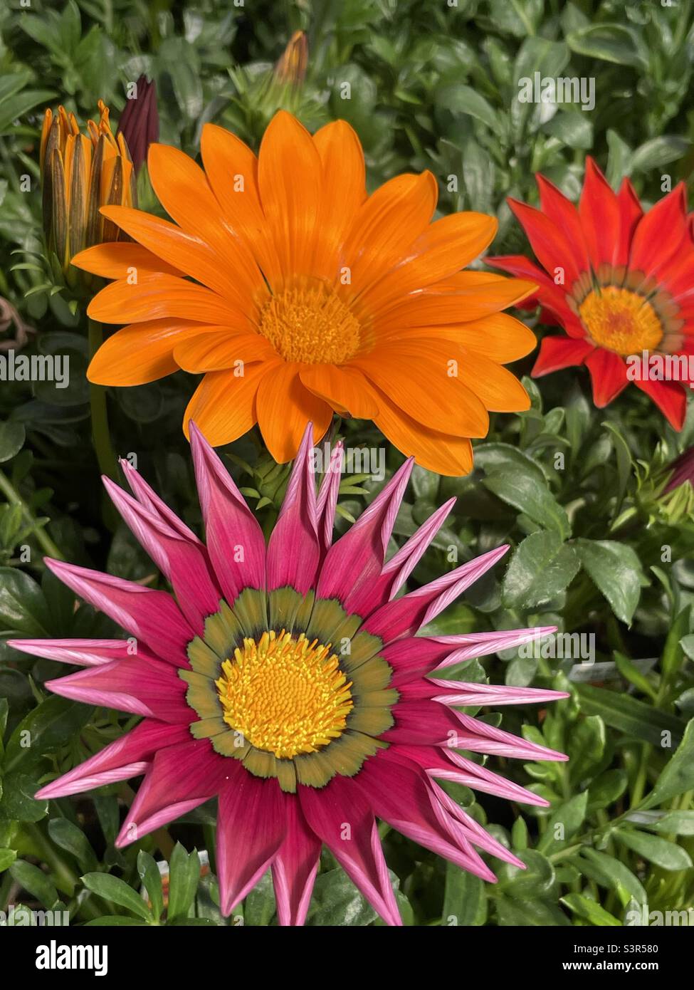 Fiori di Gazania - Immagine stock catturata con smartphone