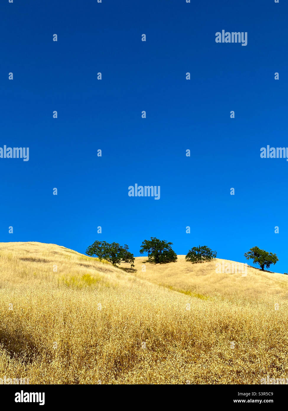 Cielo blu su erba dorata con querce Foto Stock