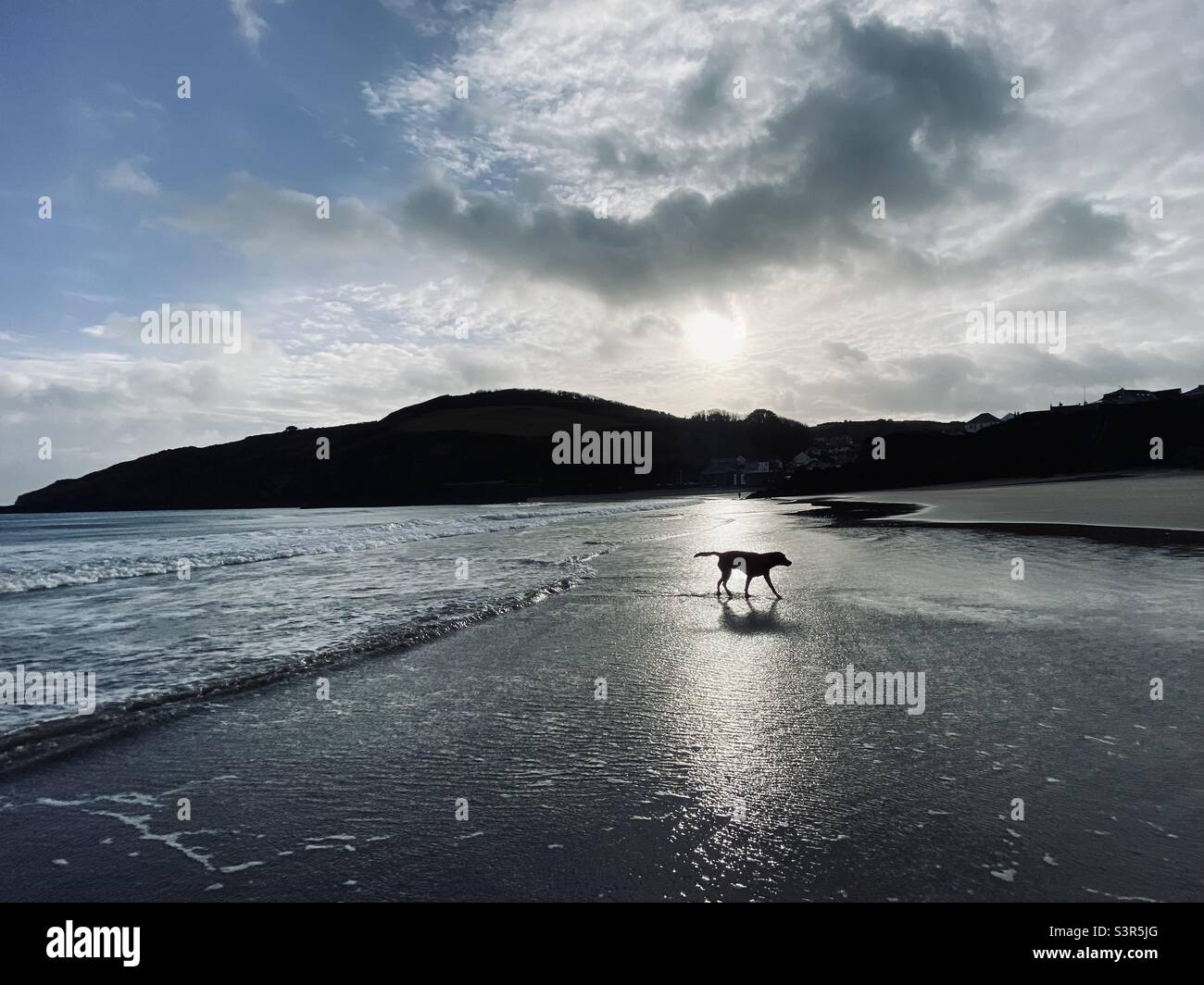 Cane godendo Cornish spiaggia - Immagine stock catturata con smartphone
