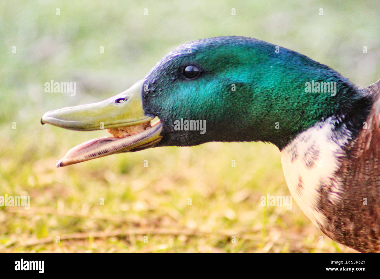 Duck mangiare pane Foto Stock