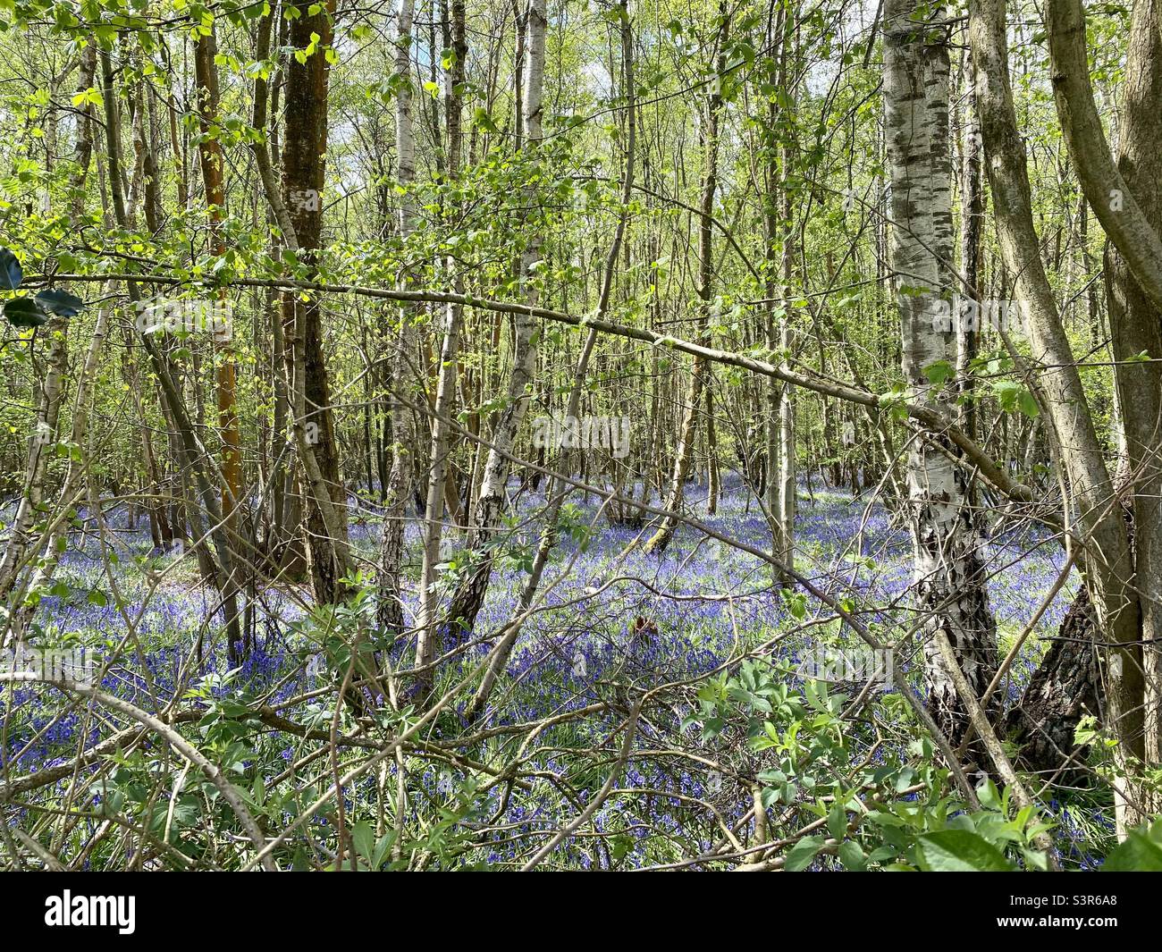 Coperta di bluebells tra gli alberi Foto Stock