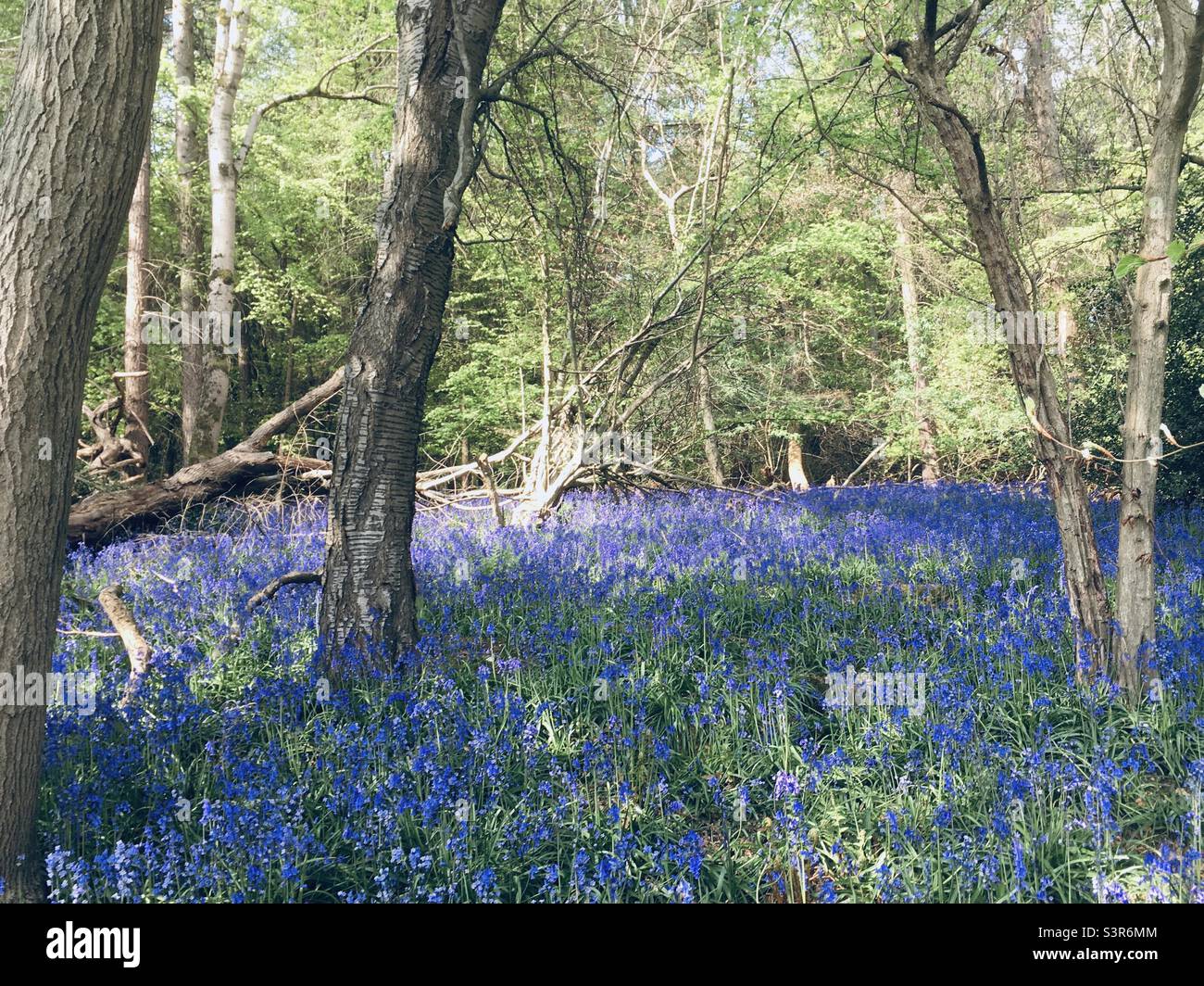 Blubells in Woods, Hertfordshire Foto Stock