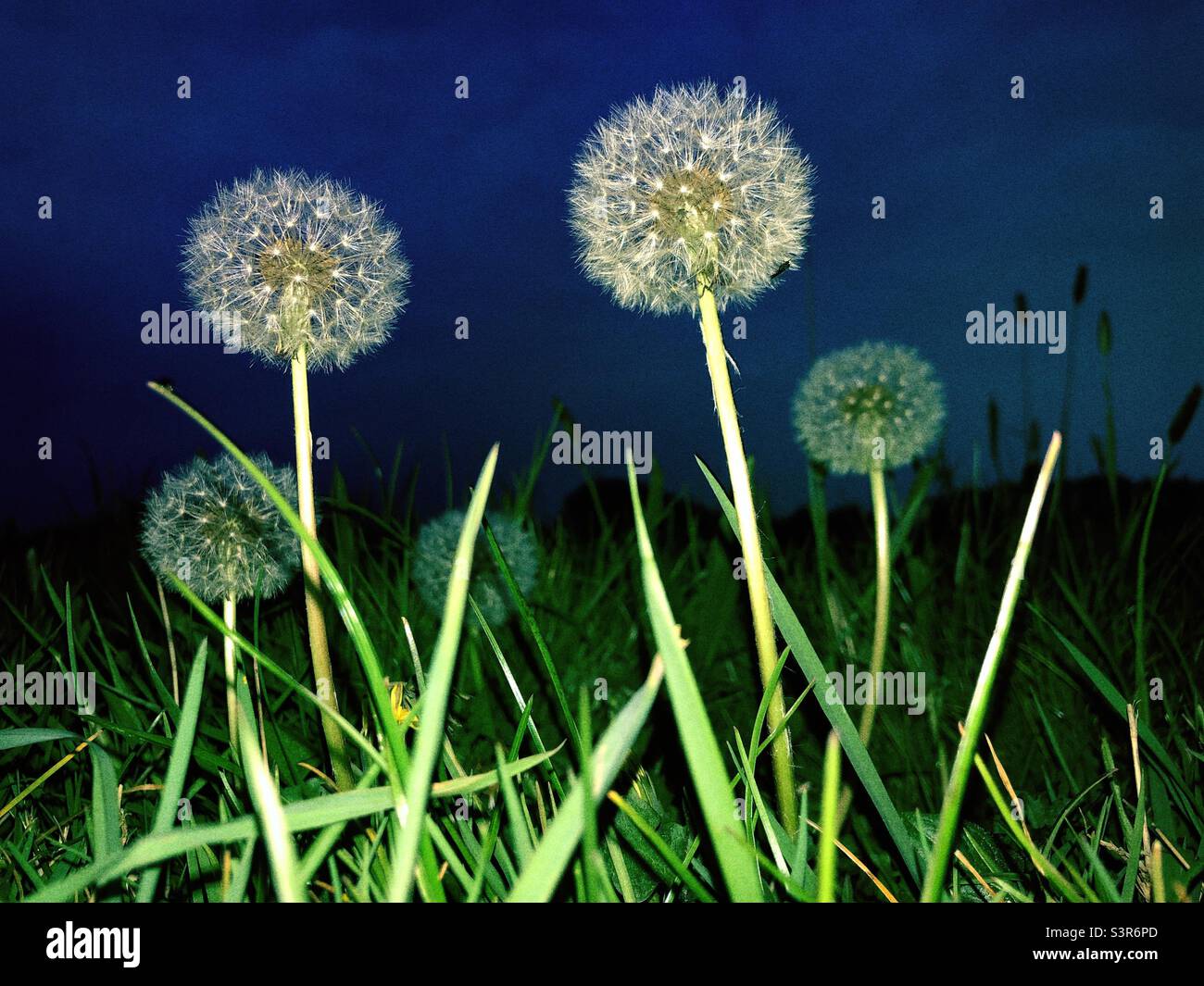 Flash dandelioni illuminati fotografati alla luce della prima sera - Immagine stock catturata con smartphone