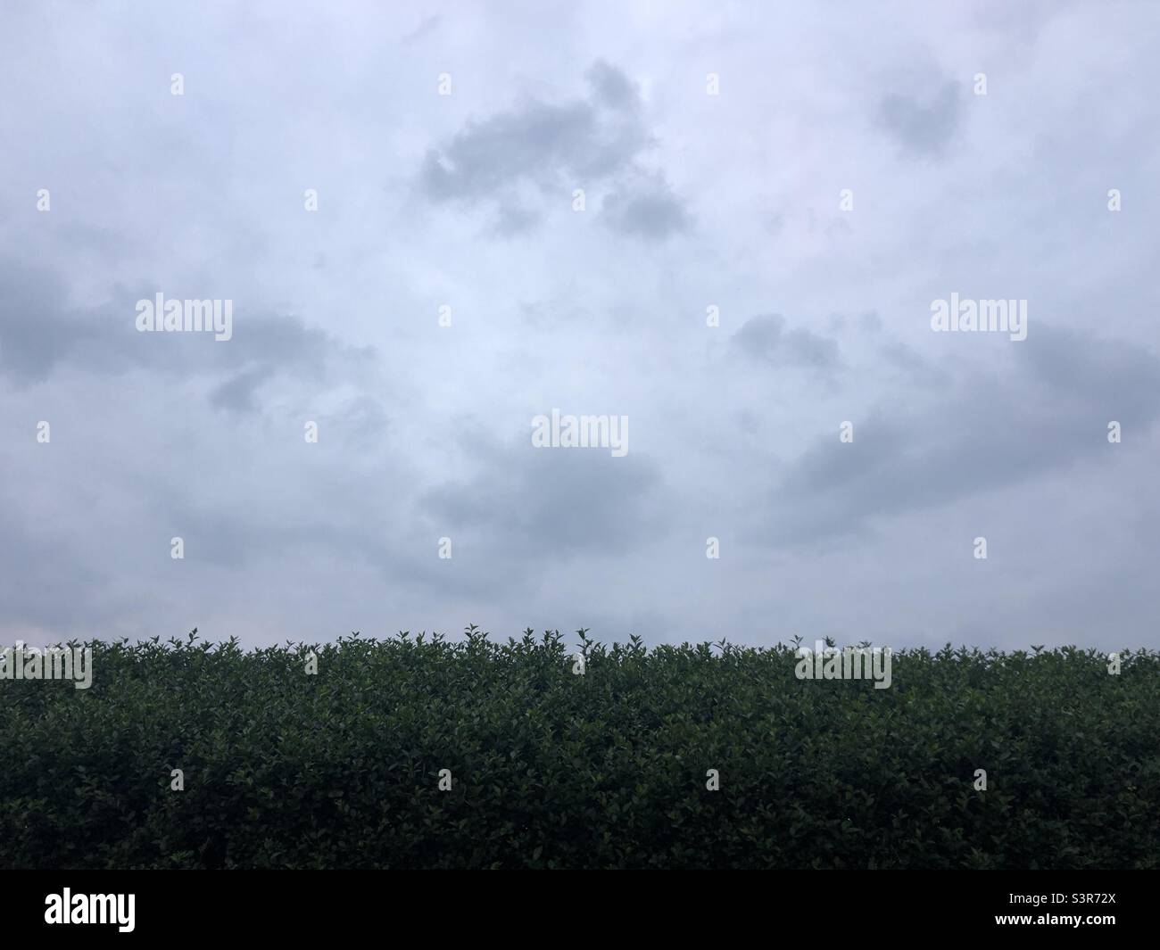 Giorno coperto dalle tonalita' pastello e cespugli verdi - Immagine stock catturata con smartphone