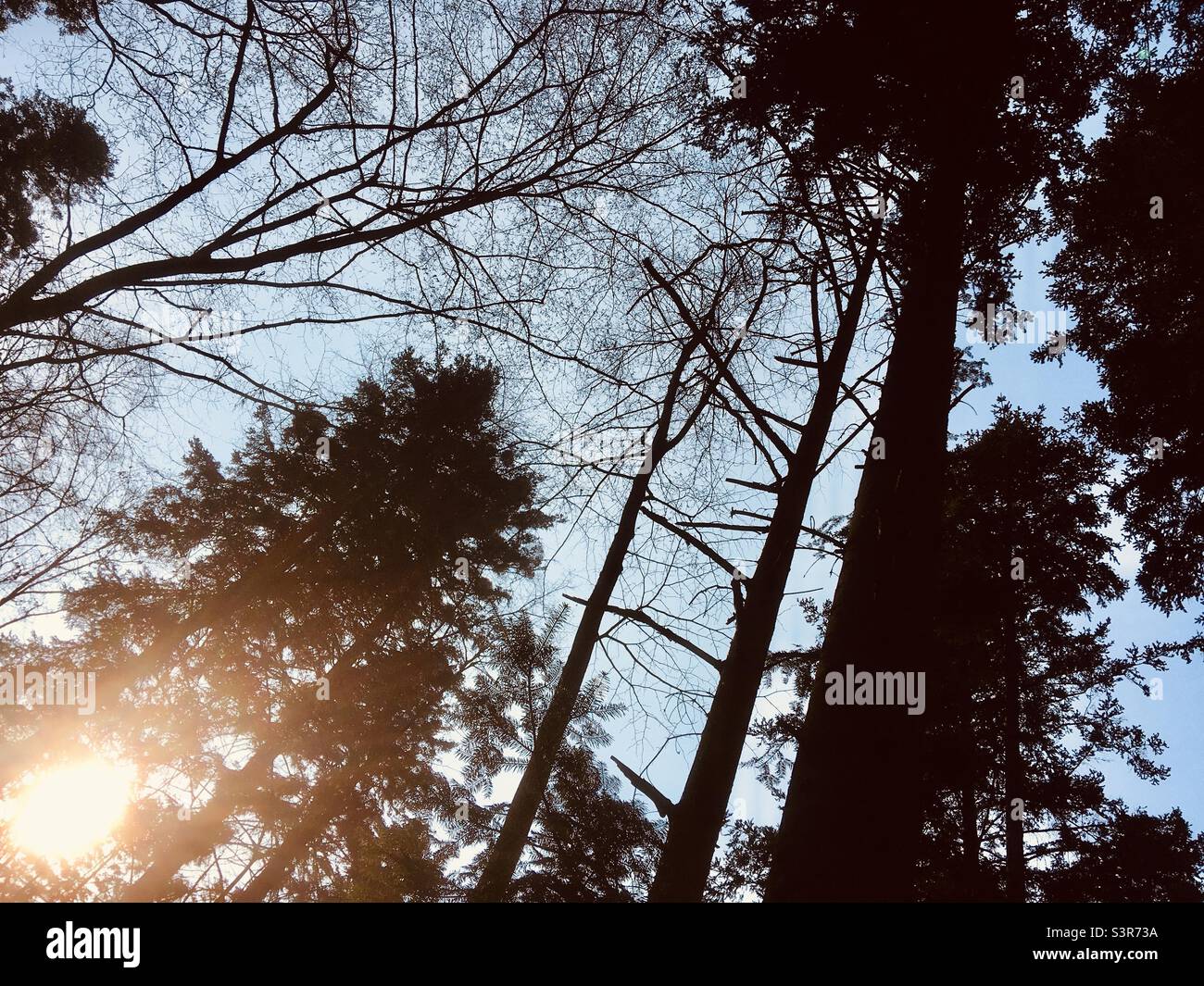 Silhouette di alberi di bosco con sole - Immagine stock catturata con smartphone