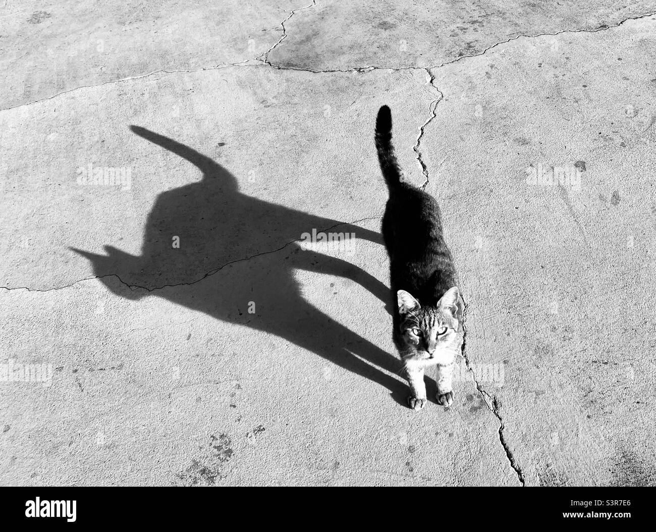 Nero e bianco tono di gatto su strada di cemento fessurato in pieno sole luminoso, getto a forma di gatto ombra, netto contrasto, gatto guardando verso l'alto Foto Stock