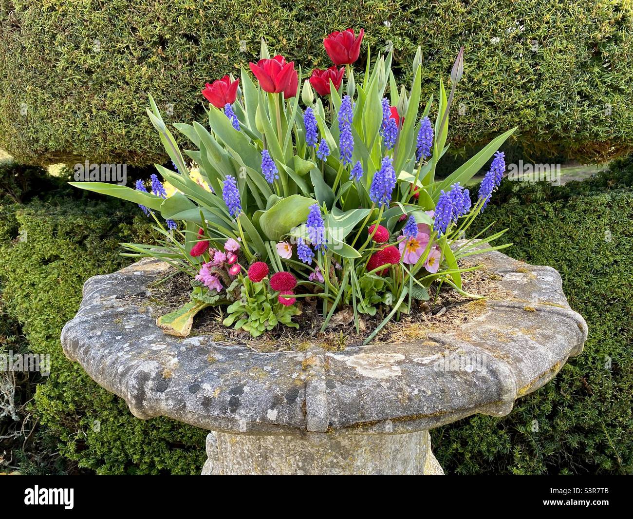 Fiori di primavera colorati in una pentola di pietra Foto Stock