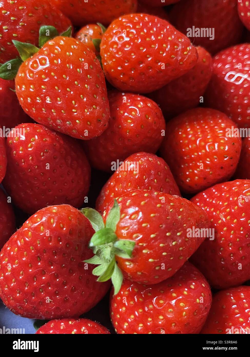 Fragole Foto Stock