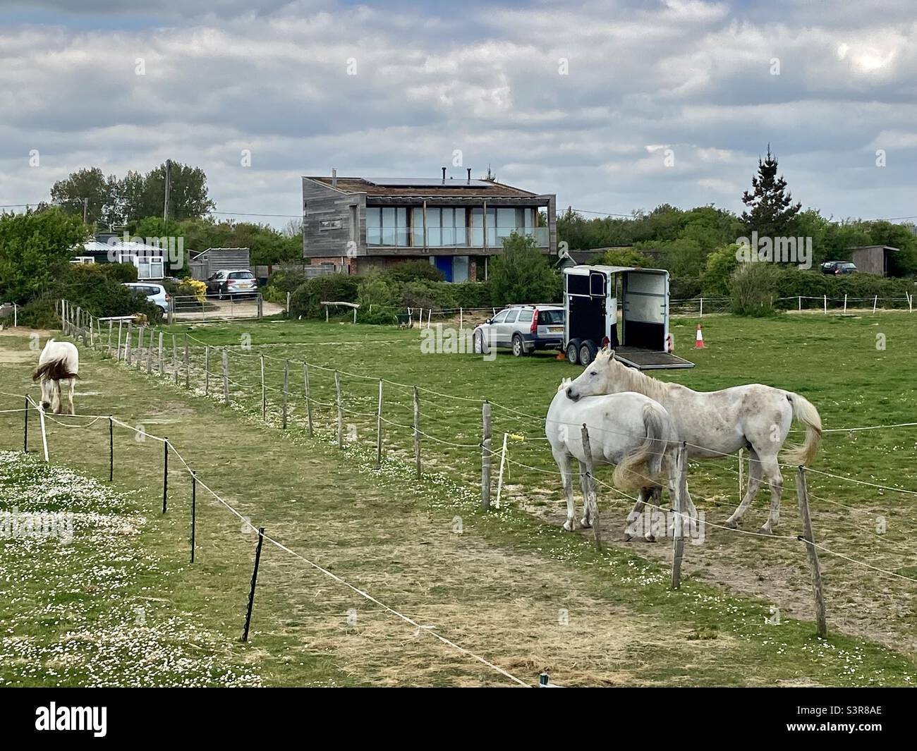 Cavalli, migliori amici Foto Stock