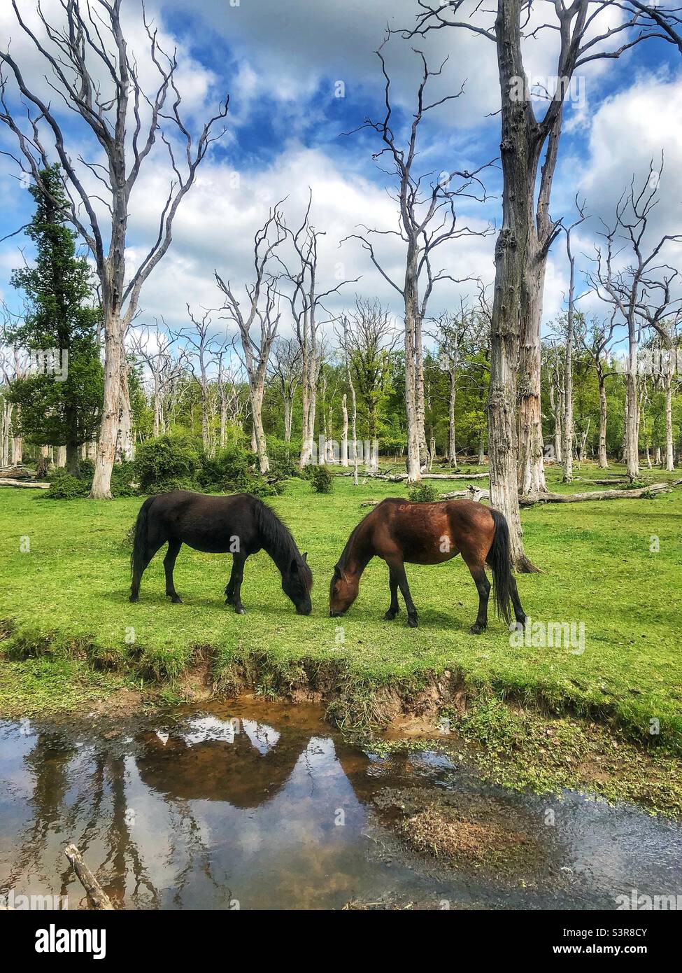 Pony della New Forest che pascolano in una foresta di querce morte vicino al torrente di acqua delle Highland nel New Forest National Park, Hampshire, Regno Unito. Primavera 2022 - Immagine stock catturata con smartphone