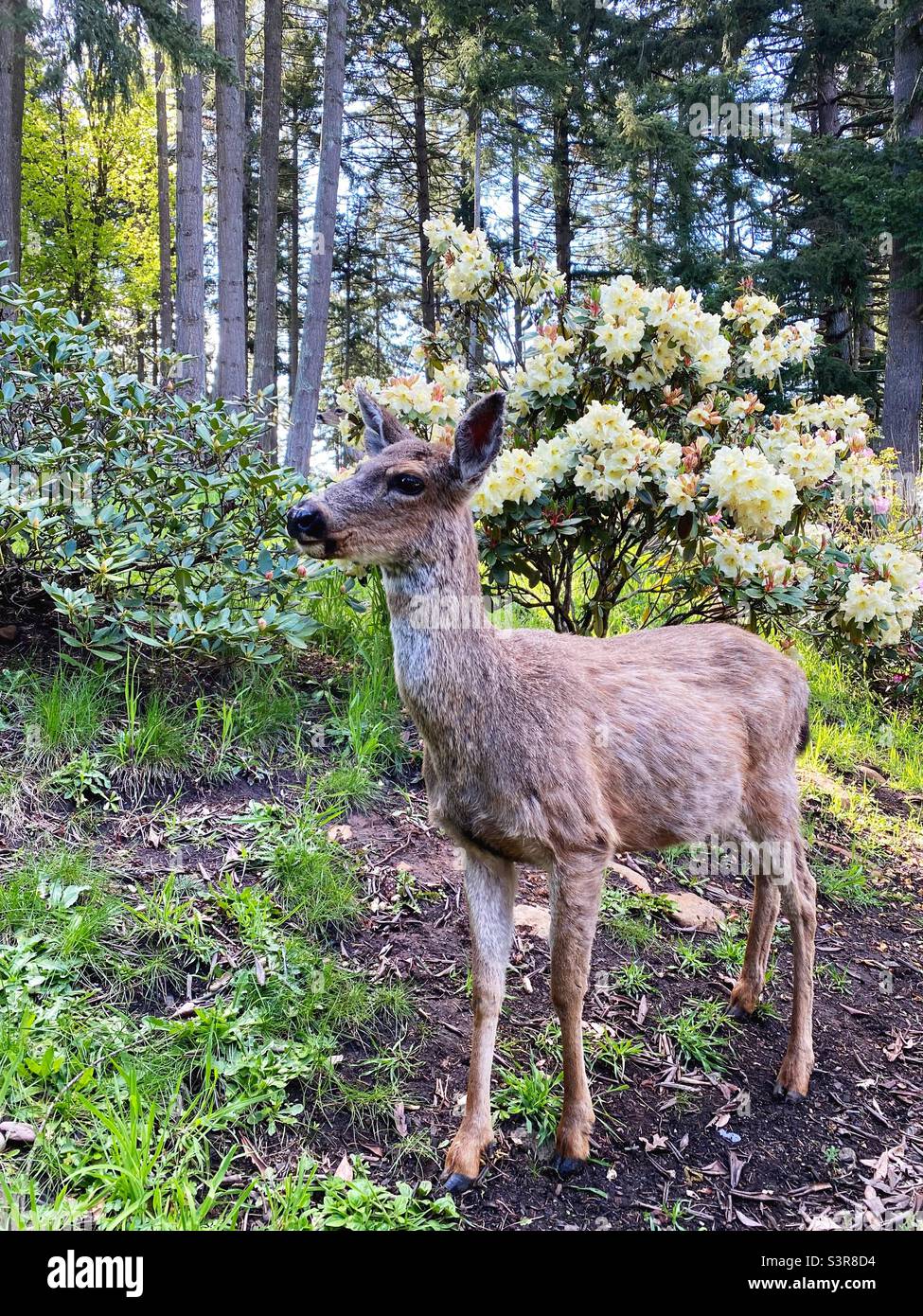 Un cervo in piedi accanto ad un cespuglio di rododendro in Eugene, Oregon. Foto Stock