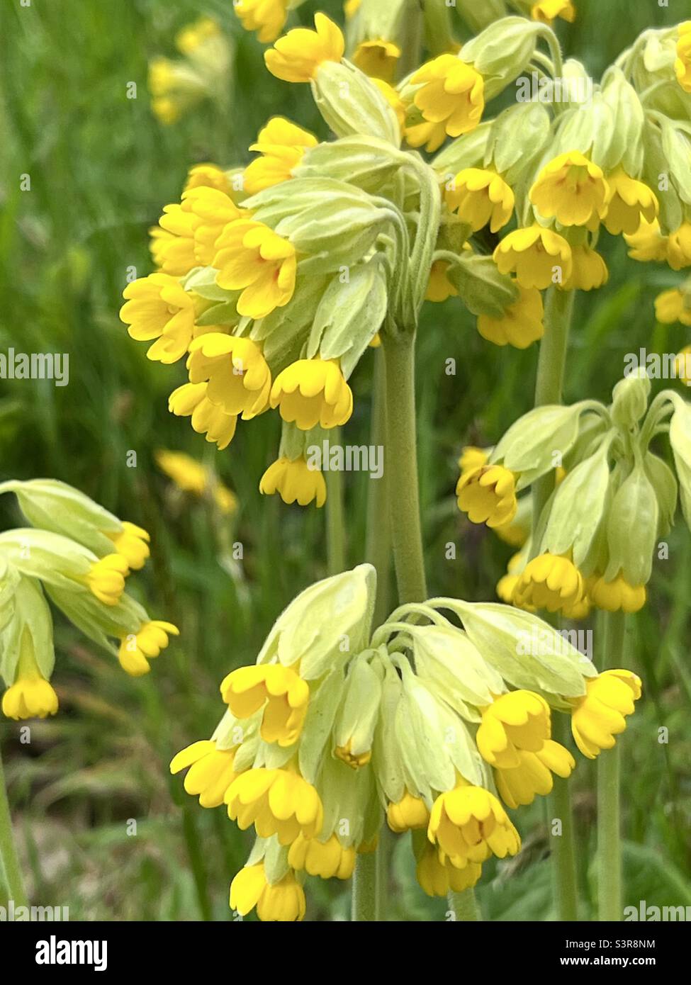 Primula veris, o comune cowslip fioritura nel mese di maggio Foto Stock