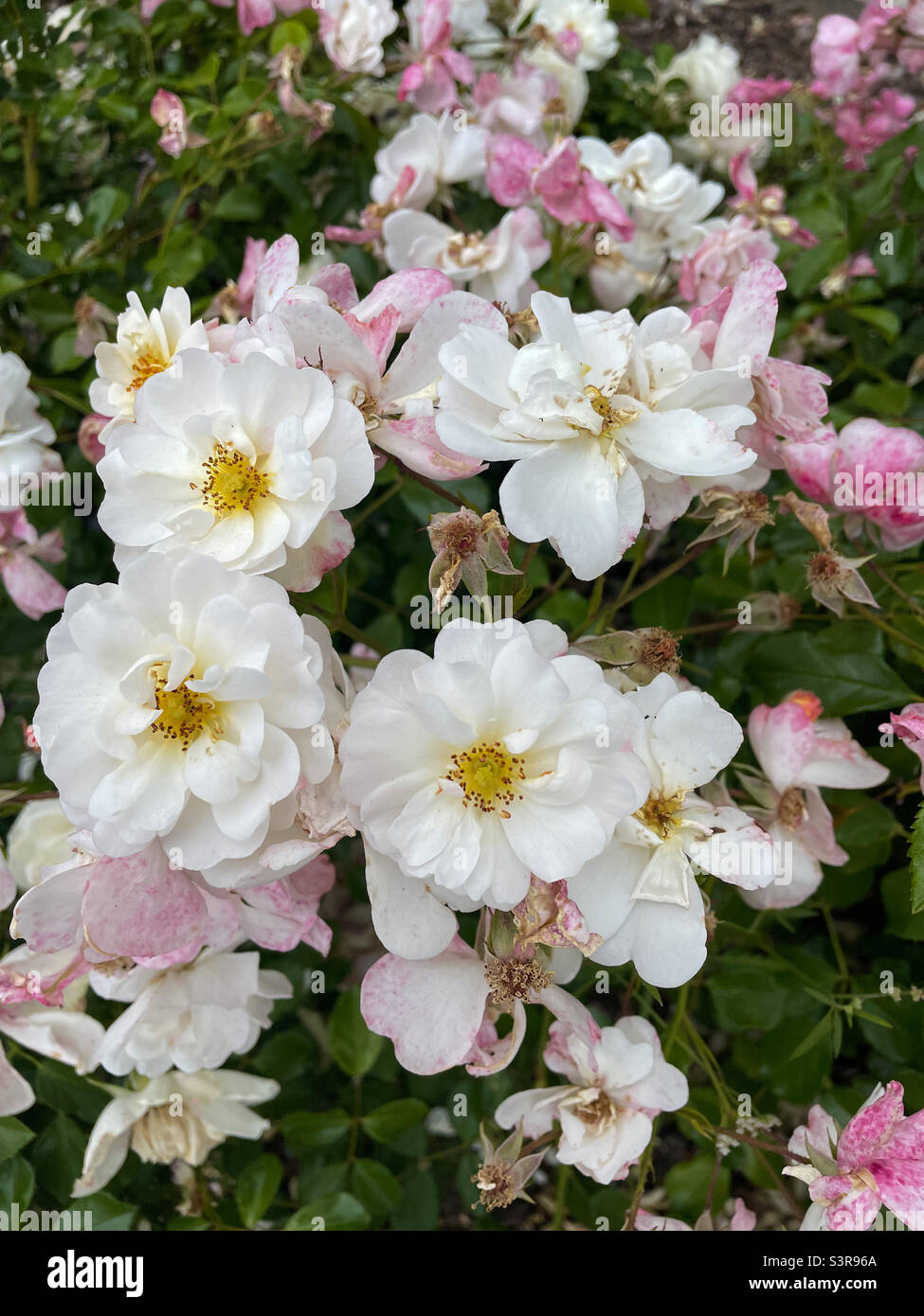 Rose bianche e rosa Foto Stock