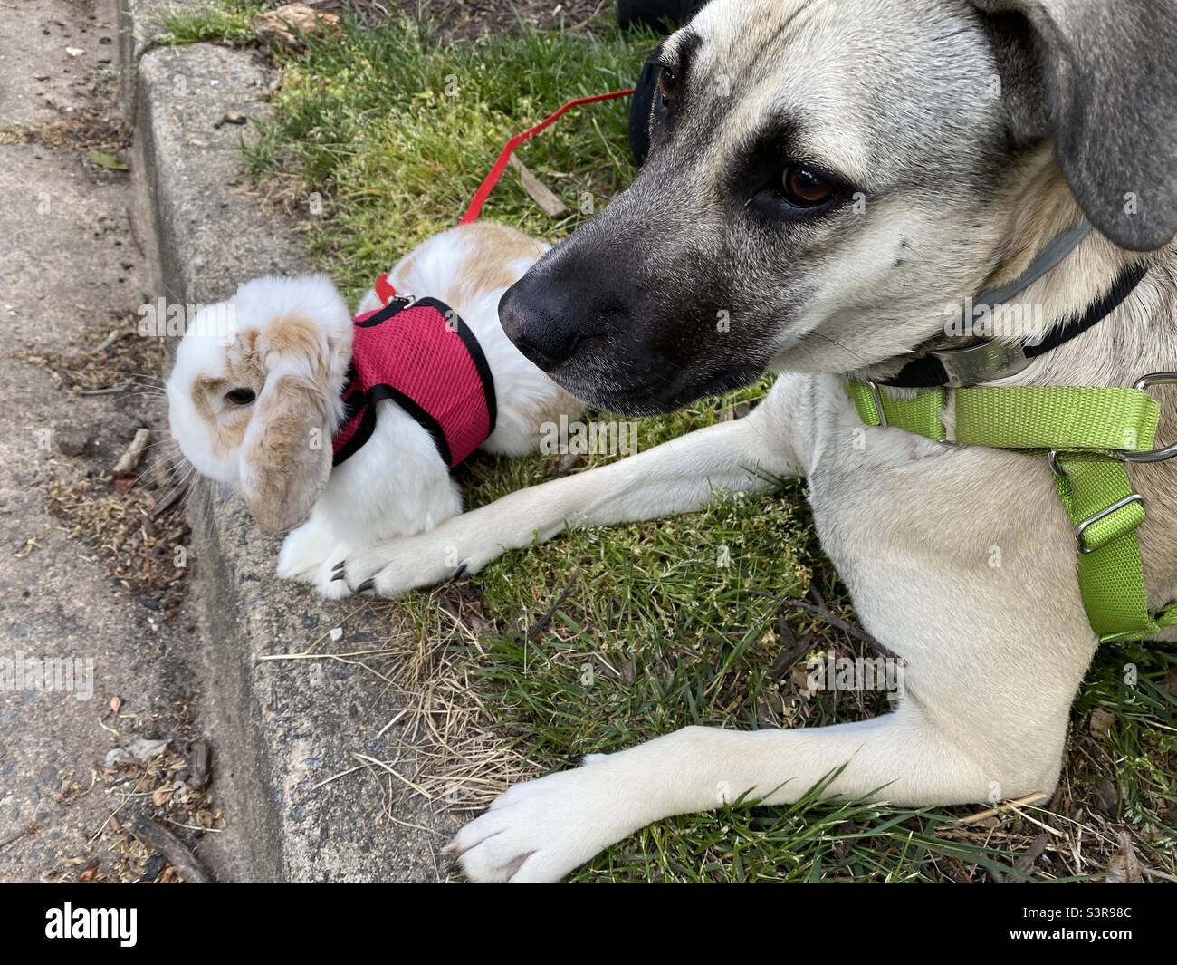Un coniglio e un cane si siedono sul marciapiede insieme, guardando gli uccelli. Le zampe sono in contatto. Foto Stock