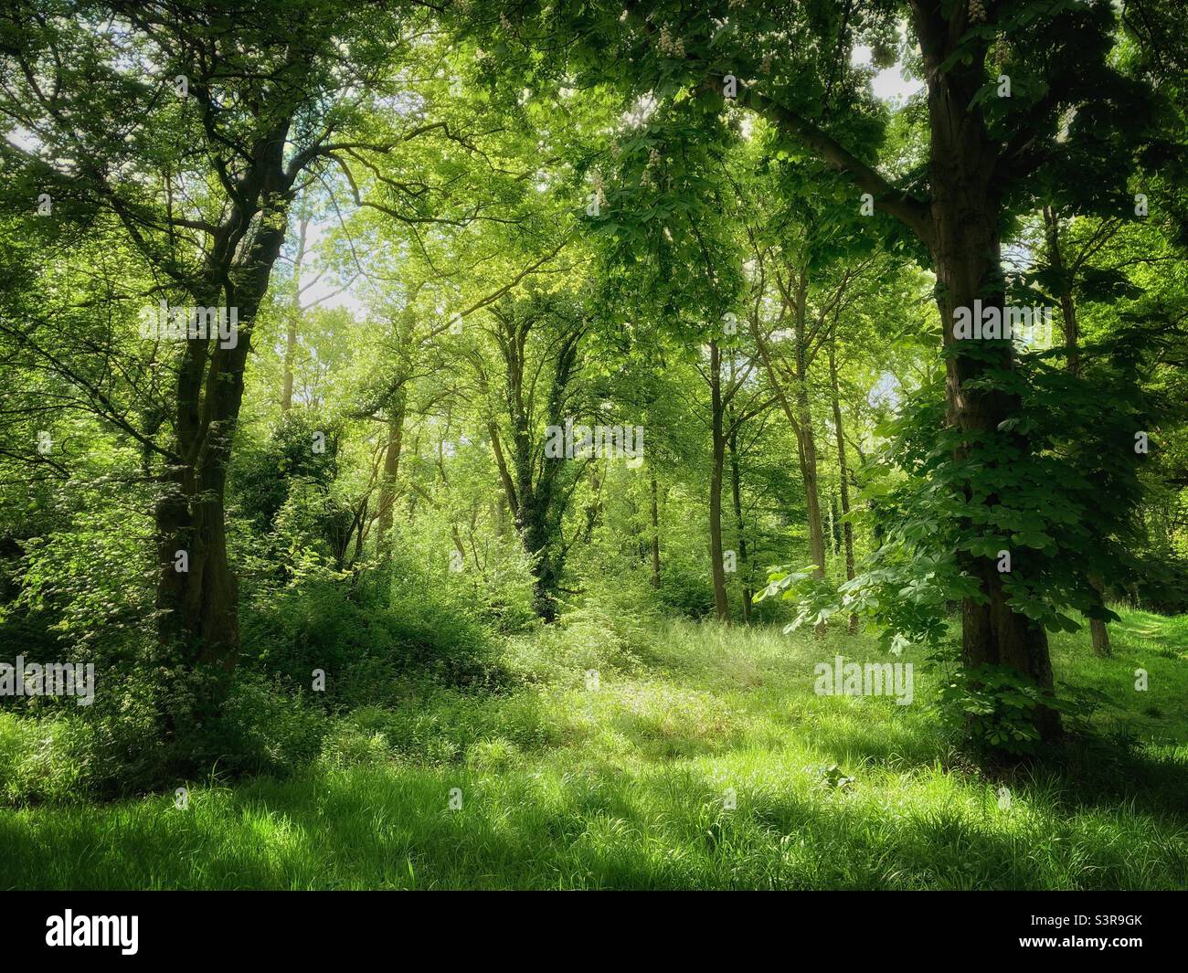 Il verde fresco di un bosco in primavera Foto Stock