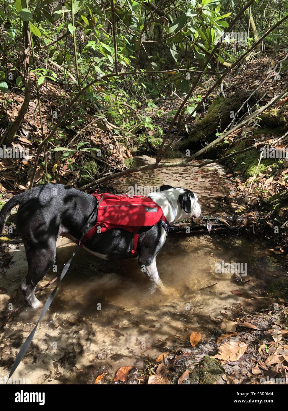 Bulldog mix escursioni vicino a un ruscello. Ft Braden Trail Tallahassee FL Foto Stock