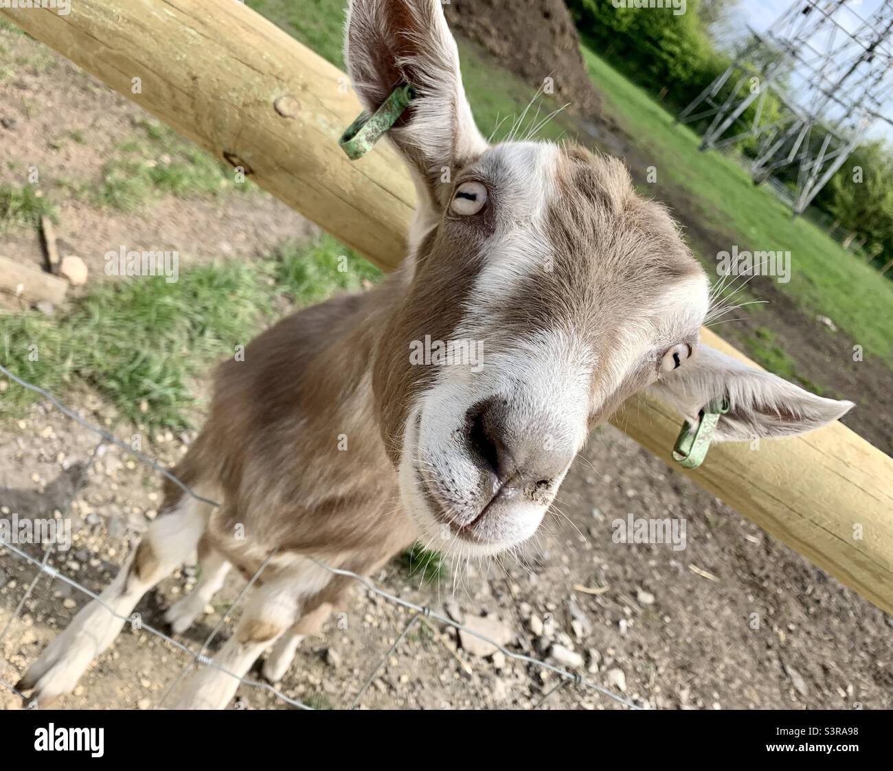 Cute Goat Feed me Foto Stock