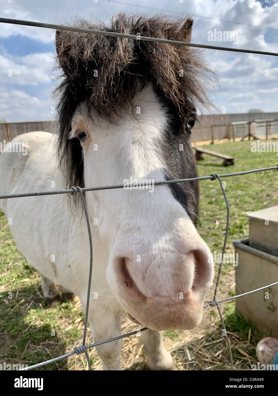 Pony a due facce Foto Stock