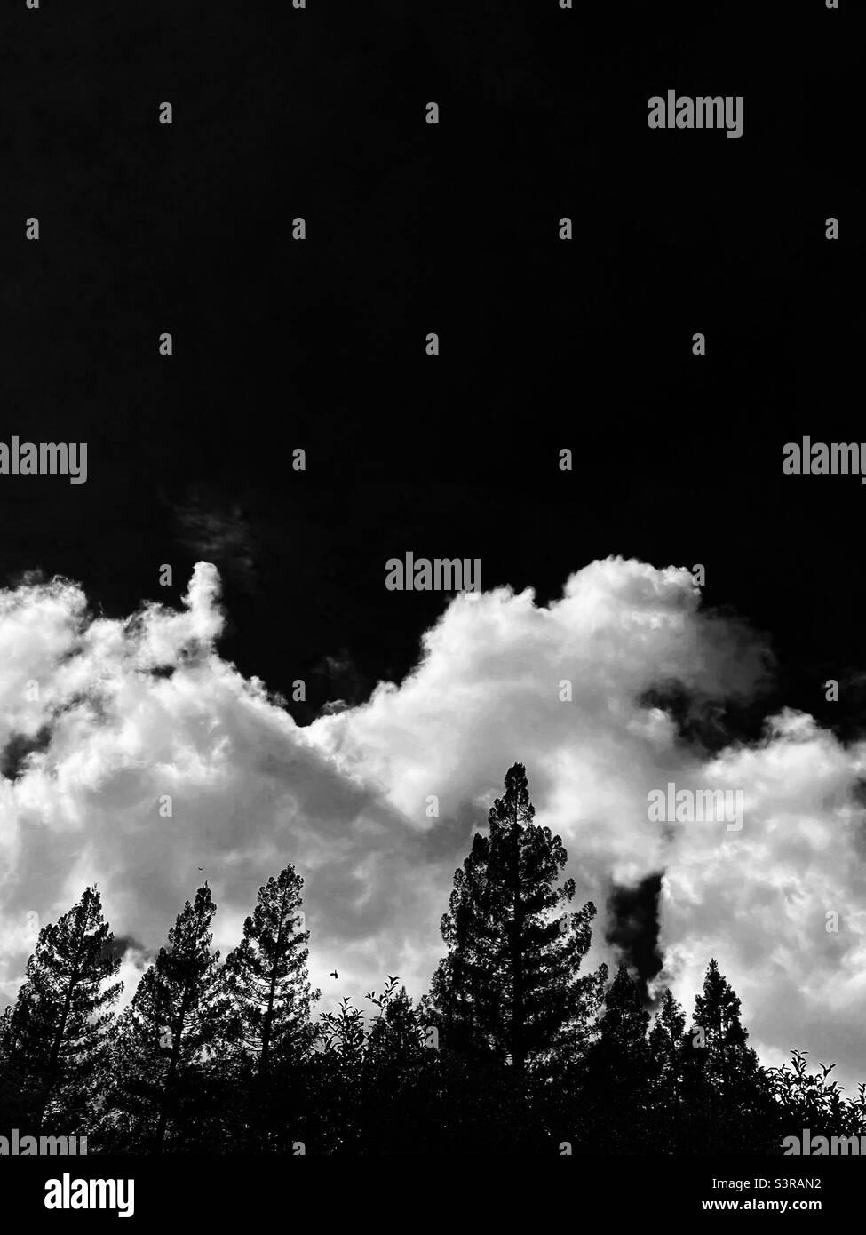 Nuvole dietro gli alberi di sequoia, con cielo oscurato Foto Stock