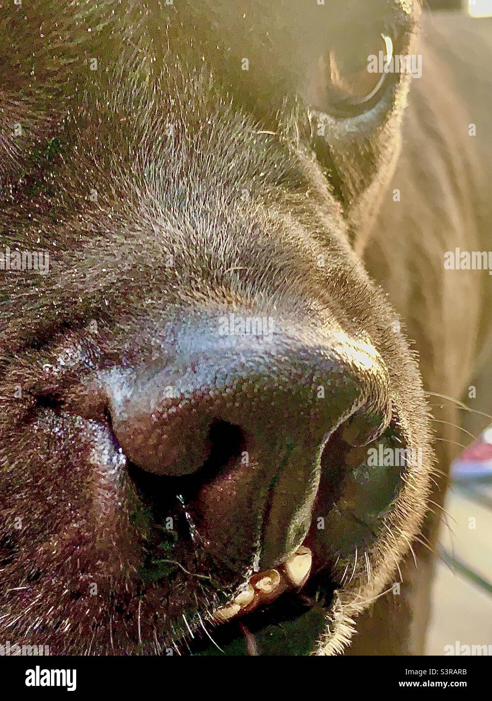 Primo piano di Black Dog in Sunshine Foto Stock