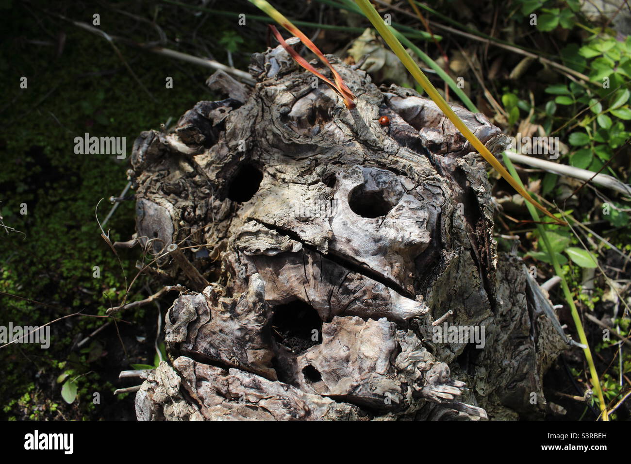 Un tronco di albero con i fori in esso che sono stati fatti da un trapano. Un ladybird può essere visto sull'albero. - Immagine stock catturata con smartphone