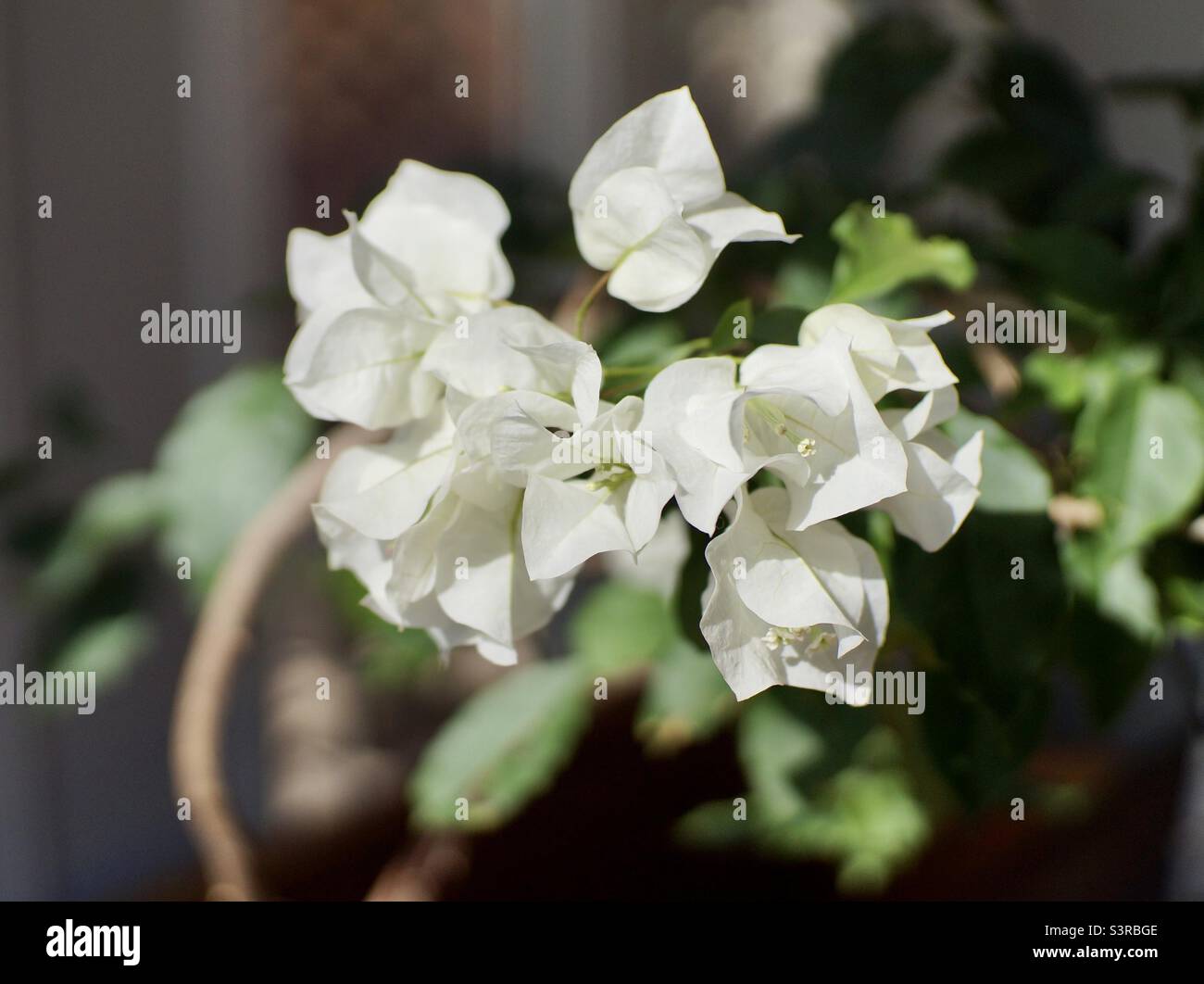 Facile da vedere perché questo fiore ottiene il nome di carta fiore. La bougainvillea bianca in piena fioritura. Foto Stock