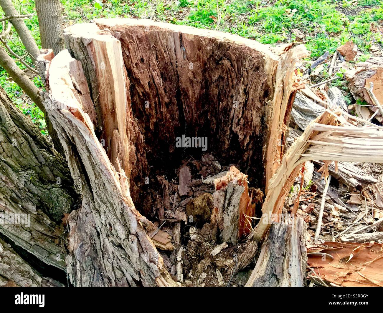 Vecchio albero di legno duro scavato fuori dagli insetti. Vicino al suolo. Ontario. Canada Foto Stock