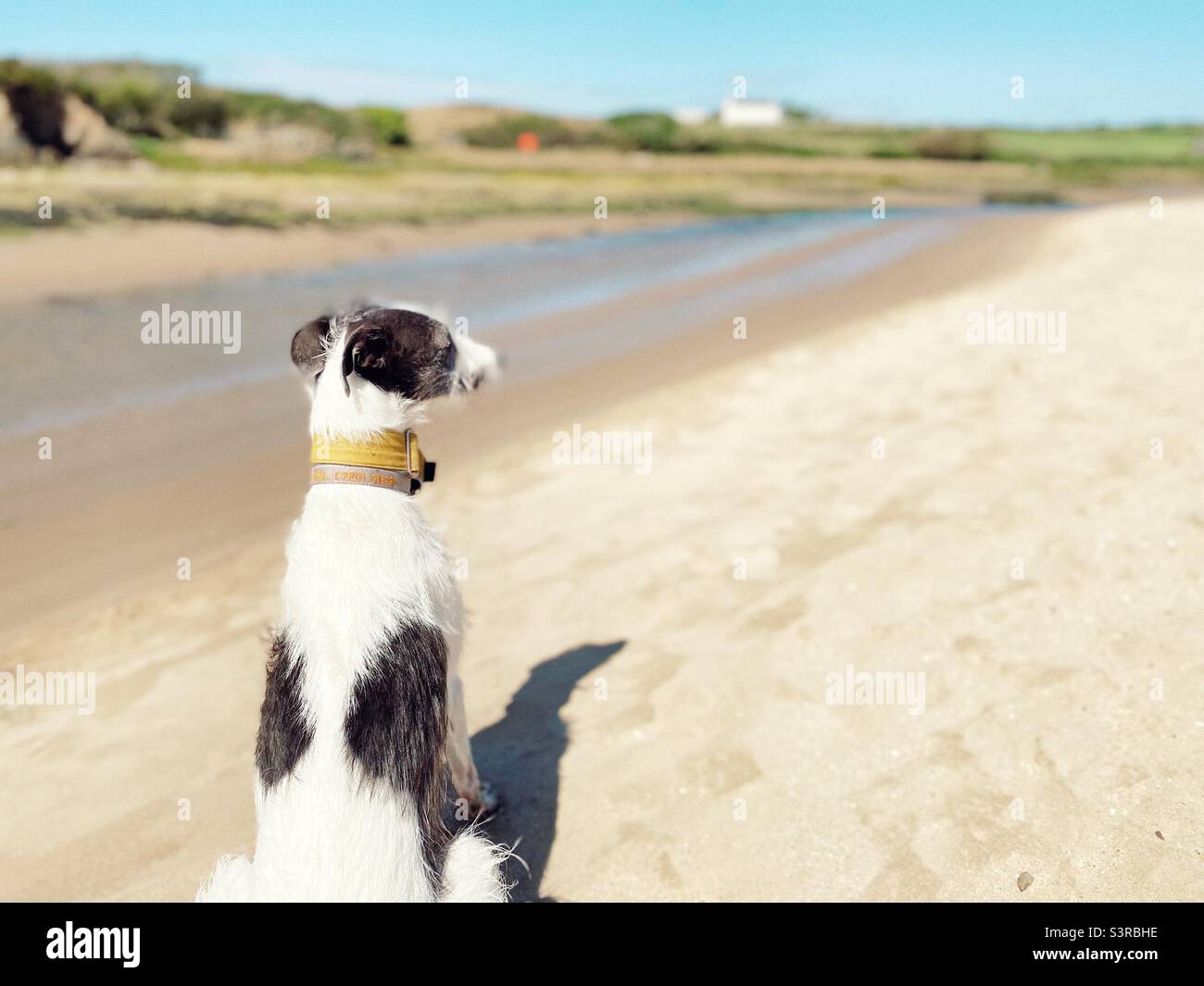 Cane Lurcher seduto sulla spiaggia guardando il paesaggio, Aberffraw, Anglesey, Galles del nord, Regno Unito Foto Stock