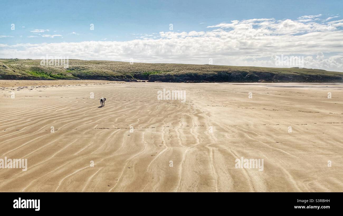 Cane da sole su una vasta spiaggia, Aberffraw, Anglesey, Galles del Nord, Regno Unito Foto Stock
