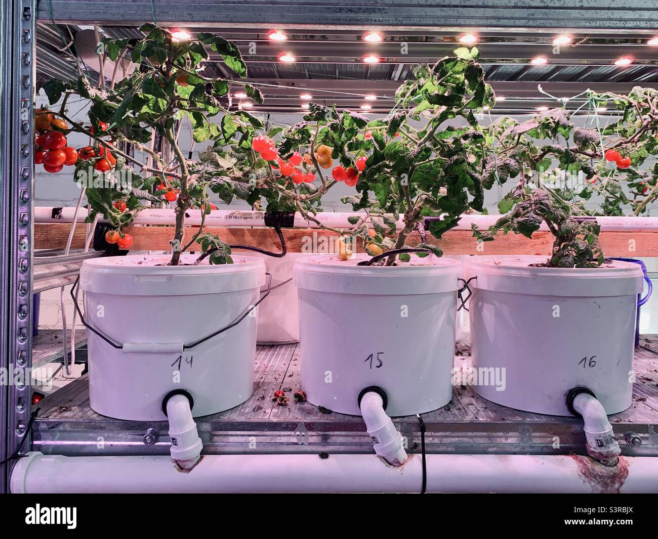 Giardino interno con pomodori in crescita sotto luce artificiale Foto Stock