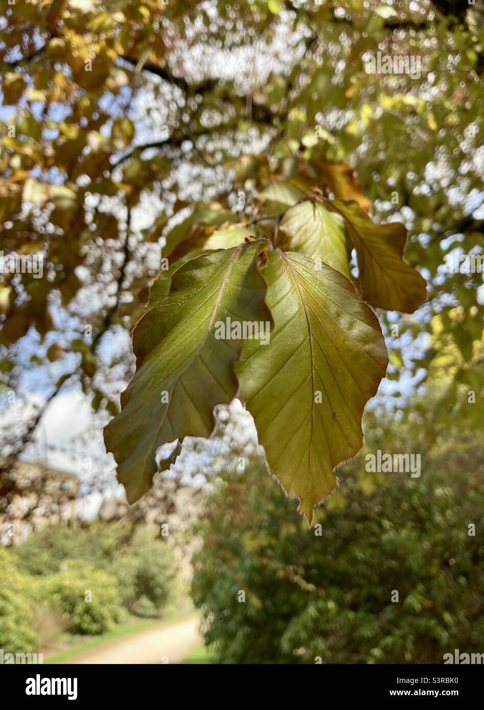 Primo piano di foglie verdi con vene rosse. Foto Stock